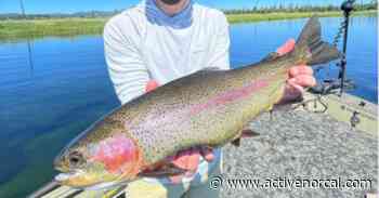 MONSTER 23-Inch Rainbow Trout Caught on Fall River - Active NorCal