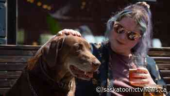 5 pet-friendly patios in Saskatoon