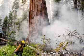 Firefighters protect giant sequoias as Yosemite blaze spreads - St Helens Star