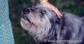 Gialdi: «L'Ufficio comunale dell'Anagrafe canina sempre chiuso» - Gazzetta di Parma