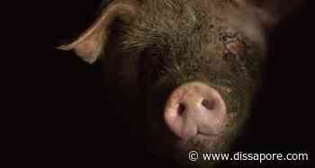Prosciutto di Parma: un video degli animalisti denuncia le condizioni dei maiali - dissapore