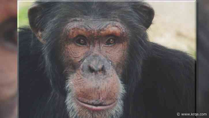 BioPark Zoo announces death of chimpanzee