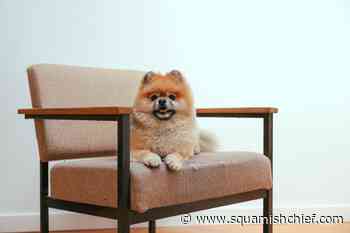 Do Squamish folks like dogs at work? - Squamish Chief