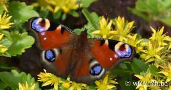 Vlinderwandeling in Heidebos | Moerbeke-Waas | hln.be - Het Laatste Nieuws