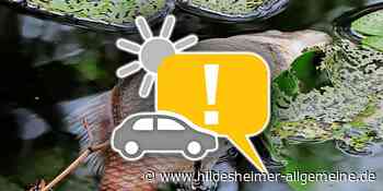 Das wird heute in Hildesheim wichtig: Tote Fische im Liebesgrund, Nordstadt-Beach, VfV 06 - www.hildesheimer-allgemeine.de