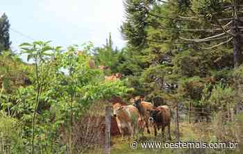Audiência pública para criação de chacreamentos rurais acontece hoje em Faxinal dos Guedes - oestemais.com.br