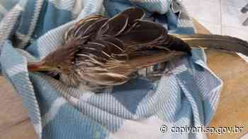 Defesa Civil de Capivari resgata Anu-Branco na avenida Tarsila do Amaral, vítima de colisão com veículo - Prefeitura de Capivari (.gov)