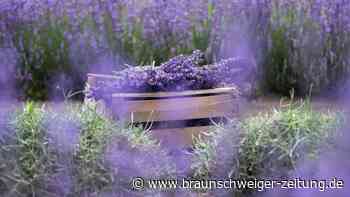 Lavendel gedeiht - auch am Kaiserstuhl
