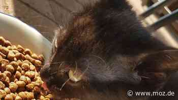 Spenden-Aktion: Tiertafel Bad Belzig bittet um Futterspenden für Hunde und Katzen - Märkische Onlinezeitung