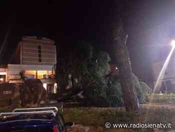Violento temporale colpisce Siena. Crolla l’abete dell’Alberino a Ravacciano - RadioSienaTv