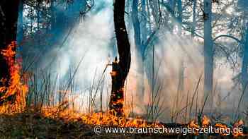 Feuer im Harz: 2.500 Quadratmeter brennen bei Ballenstedt