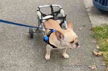 VIDEO: Animal crusader loans wheelchair for paralyzed pup ditched in Central Saanich - Saanich News