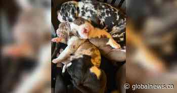 Puppies go missing after Kamloops breeder dies suddenly in her home - Global News