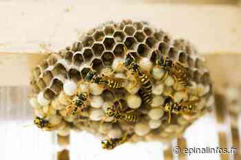 Les guêpes débarquent en nombre cet été dans les Vosges ! - Epinal infos - Epinal Infos