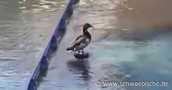 Ente im Europa-Park Rust fliegt auf Fontäne in die Luft - Schwäbische