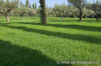 Un prato da tremila metri quadri al quartier generale di Donnafugata - Sport&Impianti - sporteimpianti.it