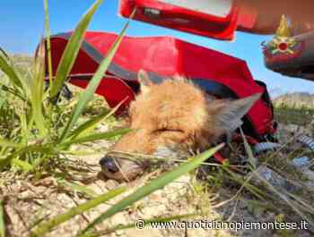 Prato Nevoso, salvata volpe caduta in un laghetto - Quotidiano Piemontese