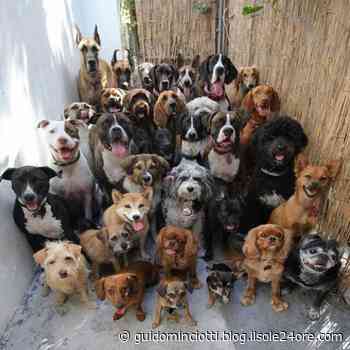 24zampe | Prato, 54enne con 37 cani in casa: sequestrati e denunciata dai cc - Il Sole 24 Ore