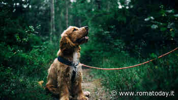 Tutto sul Cocker Spaniel: carattere, temperamento e come prendersene cura