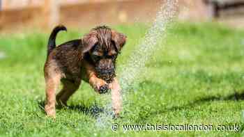 Signs of heatstroke in dogs: 8 signs your dog is experiencing heatstroke amid UK heatwave