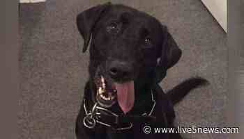 N. Charleston Police mourn retired K-9 - Live 5 News WCSC