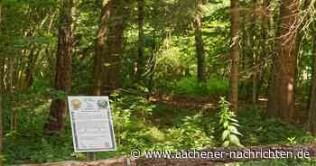 Freyenter Wald : Starthilfe für den Urwald im Aachener Süden