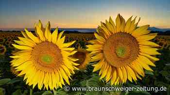 Hochsommerliches Wetter in weiten Teilen Deutschlands