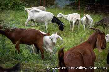 Goats eat away invasive plants at Castlegar pollinator garden – Creston Valley Advance - Creston Valley Advance