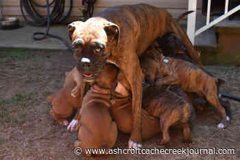 VIDEO: Abbotsford boxer gives birth to unofficial Canadian record 14 puppies - Ashcroft Cache Creek Journal