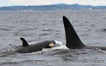 Researchers name newest baby orca spotted in B.C. waters - Ashcroft Cache Creek Journal
