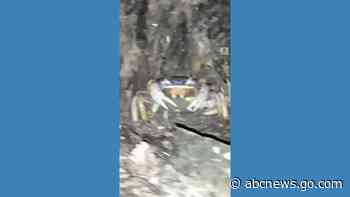 WATCH:  Crabs take over outside Costa Rica cabin