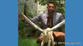 WATCH:  Baby goat wows world with 22-inch ears