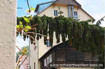 Saatgut made in Nagold: Die einzige Staatsklenge des Landes feiert 75-jähriges Bestehen