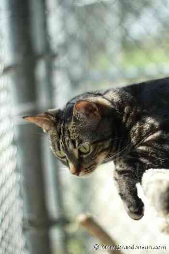 Animal shelters, rescues overrun - The Brandon Sun