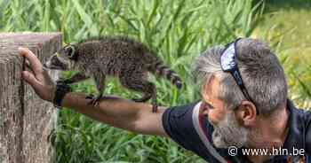 Jonge wasbeer gevangen in Zoniënwoud | Brussel | hln.be - Het Laatste Nieuws