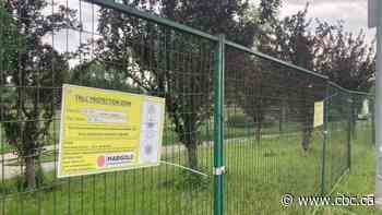 How much should a tree be worth? Experts say cities should consider climate-related benefits