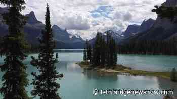 Peacock on the lam in Jasper euthanized - Lethbridge News Now