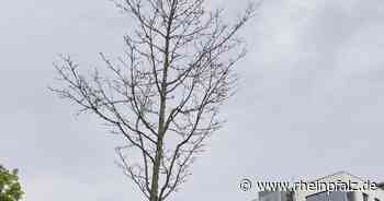 Stadtbildpflege befüllt Gießtanks vor ihrer Tour aus Tiefbrunnen - Kaiserslautern - Rheinpfalz.de