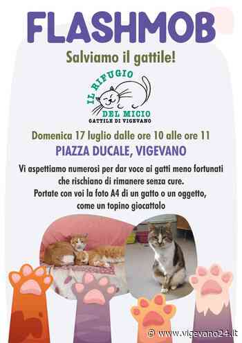 Vigevano: domenica 17 luglio Flash Mob in piazza Ducale per il Rifugio del Micio - Vigevano24.it