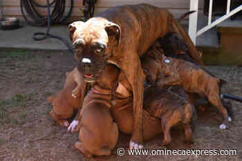 VIDEO: Abbotsford boxer gives birth to unofficial Canadian record 14 puppies - Omineca Express