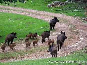 “Emergenza cinghiali in Calabria, un problema sempre aperto” - Soverato Web