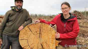 Locals dispute clearcutting of Sask. forests