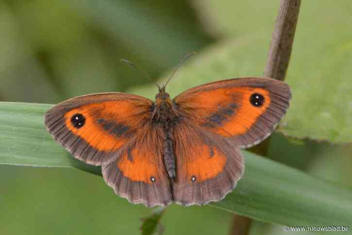 Op zoek naar unieke vlinders in het Heidebos