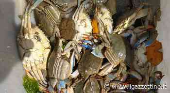 Granchi blu e noci di mare: scatta l'allarme in laguna a Caorle - ilgazzettino.it