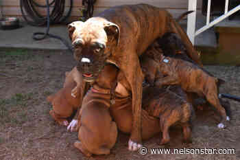 VIDEO: Abbotsford boxer gives birth to unofficial Canadian record 14 puppies - Nelson Star