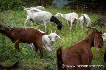 Goats eat away invasive plants at Castlegar pollinator garden – Nelson Star - Nelson Star