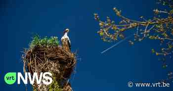 Vruchtbaar jaar in Mechelen: recordaantal ooievaarsjongen geboren in ZOO Planckendael - VRT NWS
