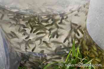 In restoring polluted rivers, Indonesia looks at restocking endemic fish - Mongabay.com