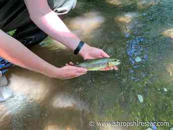 Hundreds of fish rescued from 'drying up' Shropshire rivers - Shropshire Star