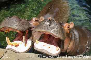 Bibi the Hippo Is Due Any Day Now - Cincinnati Magazine
